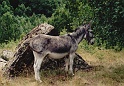 2004_08_09_Stage_montagne_0030