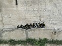 2009-05-31_14-31-57_st-maximin