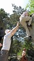 2011-05-01_12-51-58_Bleau_Diplodocus